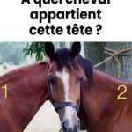 Défi visuel des lapins : pourquoi vous n’en voyez que 8… alors qu’il y en a 12 — et ce que cela révèle sur votre cerveau, votre attention et votre intelligence visuelle